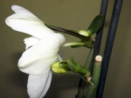 Szaporítása Phalaenopsis orchidea otthon a gyerekekkel, szárak dugványok, magvak,