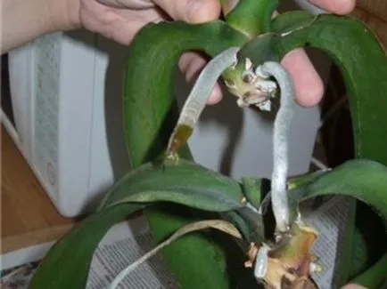 Szaporítása Phalaenopsis orchidea otthon a gyerekekkel, szárak dugványok, magvak,