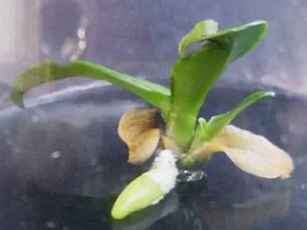 Szaporítása Phalaenopsis orchidea otthon a gyerekekkel, szárak dugványok, magvak,