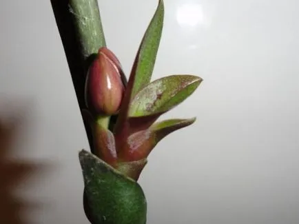 Szaporítása Phalaenopsis orchidea otthon a gyerekekkel, szárak dugványok, magvak,