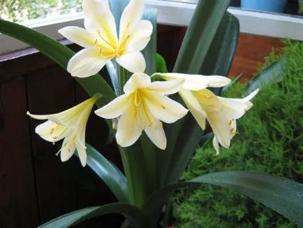 Clivia növényápolás (fotó) a hazai
