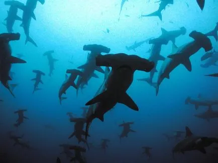 Hammerhead leírása és érdekességeket