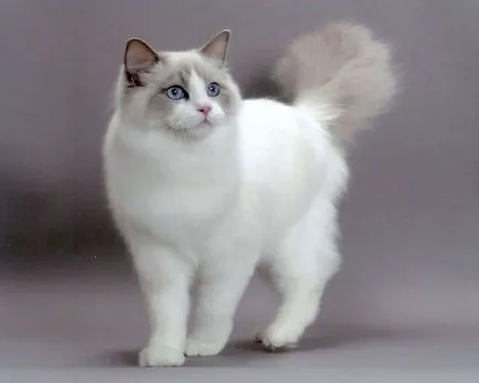 Ragdoll, mindig nyugodt macska