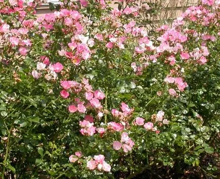 rózsabokor