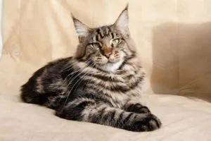 A legnagyobb macska fajta top-6 (cat) A legnagyobb macska fajta top 6