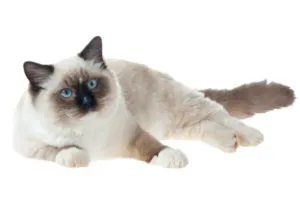A legnagyobb macska fajta top-6 (cat) A legnagyobb macska fajta top 6