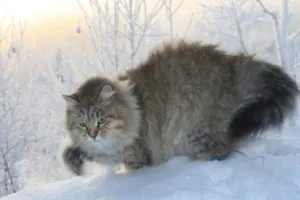 A legnagyobb macska fajta top-6 (cat) A legnagyobb macska fajta top 6