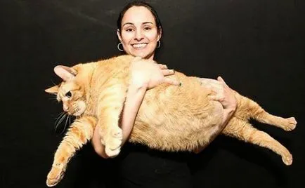 A legnagyobb macska fajta top-6 (cat) A legnagyobb macska fajta top 6