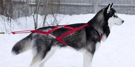 Hám kutyáknak saját kezűleg - dogcollar - lőszer és kiegészítők kutyáknak (kutya hám) Hám kutyáknak saját kezűleg - dogcollar - lőszer és kiegészítők kutyáknak
