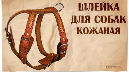 Hám kutyáknak, kiválasztás, típusok, anyagok shleek