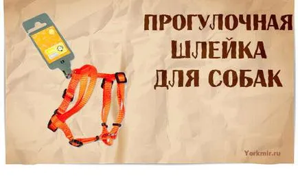 Hám kutyáknak, kiválasztás, típusok, anyagok shleek