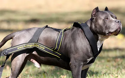 Hám kutyáknak saját kezűleg - dogcollar - lőszer és kiegészítők kutyáknak (osztályozás shleek kutyák) Hám kutyáknak saját kezűleg - dogcollar - lőszer és kiegészítők kutyáknak