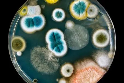 Seed ellentétben spórákat, és mik az előnyei (mag) Seed ellentétben spórákat, és mik az előnyei