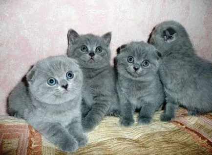 Scottish Fold - különösen a rock