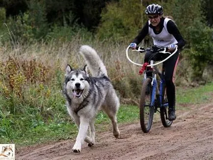 Hám kutyáknak saját kezűleg - dogcollar - lőszer és kiegészítők kutyáknak (kutya) Hám kutyáknak saját kezűleg - dogcollar - lőszer és kiegészítők kutyáknak