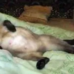 Hány nap séta a macskát először az év, hónap, idő, mint hogy segítsen neki, és mi a teendő ebben az