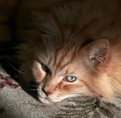 Hány nap séta a macska séta, mint egy macska először