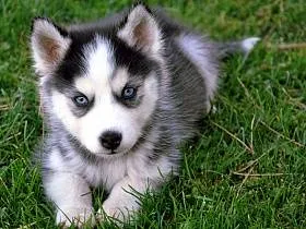 Szibériai husky - fénykép és a fajta leírását, árképzés és a választék a kiskutya, az élelmiszer és a gondozás, különösen