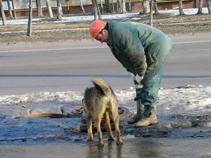 Büntetés kutya séta a rossz helyen Magyarországon mérete (kutya) Finom séta a kutya a rossz helyen, Magyarország méretű