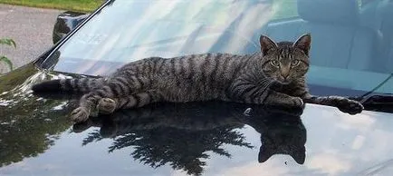 Hány nap séta a macska séta, mint egy macska először