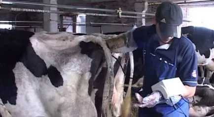 Hány nap, hónap, viseli a tehén borjú vagy időtartama a terhesség és milyen a folyamat (nap) Hány nap, hónap, viseli a tehén borjú vagy időtartamát terhesség és hogy a folyamat