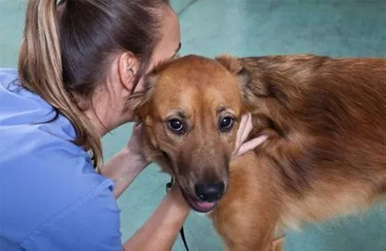 Tünetek és jelek a férgek a kutya (férgek) Tünetek és jelek a férgek a kutyák