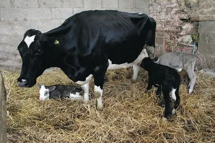 Hány tehén borjú keltetés dátumok, jellemzői és leírása (dátum) Hány tehén borjú keltetés dátumok, jellemzői és leírások