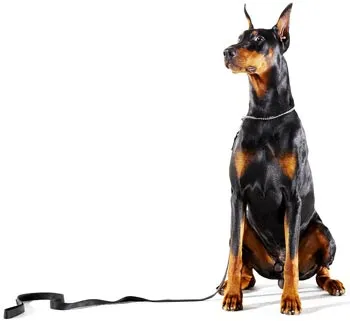 Kutya doberman