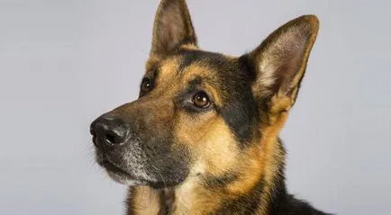 Companion kutyafajta jellemzőit és kiválasztási kritériumok