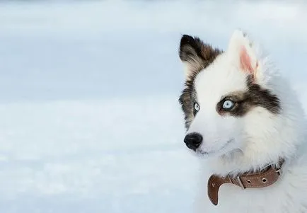 Husky husky kutya fotó