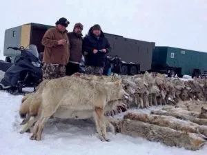 Álomértelmezés csomag (pack) kutyák egy álom, hogy egy nő, aki megtámadta