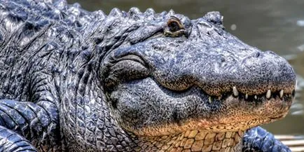 Álomértelmezés krokodil krokodil mi álmok alvás közben (álom értelmezése) Álomértelmezés krokodil krokodil mi álmok alvás közben