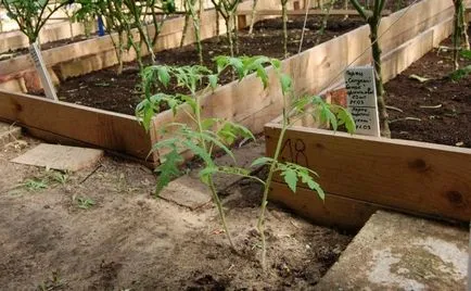 Sunny bio vegetary saját kezűleg