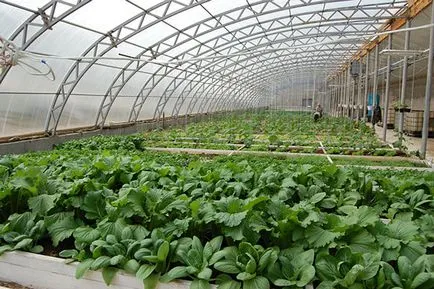 Sunny vegetary Ivanova üvegházak egy új generációs skandináv technológia saját kezűleg