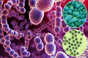 Staphylococcus haemolyticus (hemolitikus Staphylococcus aureus) a férfiak tünetek, kenet és kultúra