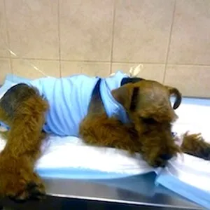 Sterilizálás kutyák előnyeiről és hátrányairól (mekkora a kutya sterilizálás) Sterilizálás kutyák előnyeiről és hátrányairól