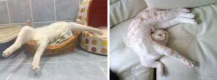 Alvó macska, alvó macska - 35 fotó-ház a falu
