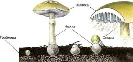 Gombaspórák alkotnak, amit a micélium, hogyan lehet megszerezni magvakat csoport, candida (a) Gombaspórák, mint olyan formában, hogy a micélium, hogyan lehet a mag, amely csoport, candida