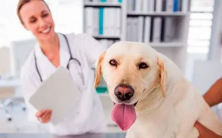 kutya sterilizálás jellemzői és előnyei az eljárás