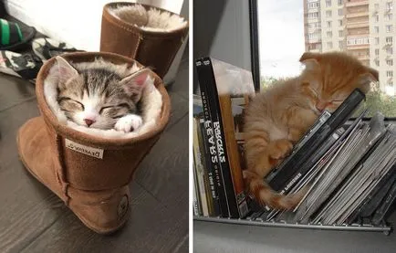 Alvó macska, alvó macska - 35 fotó-ház a falu