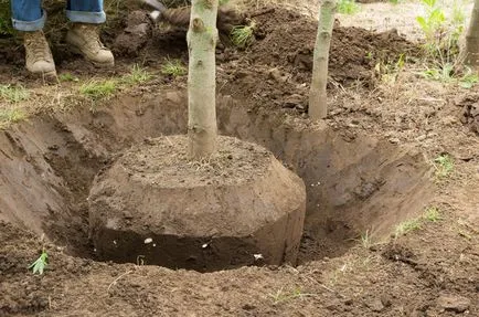 Régi kert megőrzése és megfiatalítani vagy hogy új