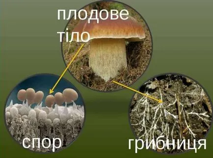 Gombaspórák alkotnak, amit a micélium, hogyan lehet megszerezni magvakat csoport, candida (forma) Gombaspórák, mint olyan formában, hogy a micélium, hogyan lehet a mag, amely csoport, candida