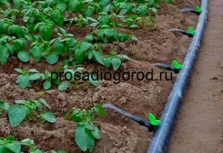 Vezetési csepegtető öntözés a kertben saját kezűleg, fotók és videó (locsolás) Vezetési csepegtető öntözés a kertben saját kezűleg, fotó és videó