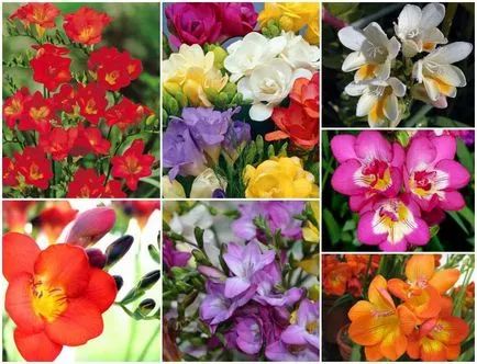 Esküvői csokor frézia és porlasztva rózsák, Calla liliom, eustomy (fotó)