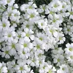 Turf szóló technológia lépésről lépésre