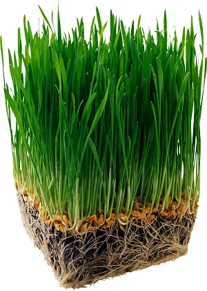 Turf szóló technológia lépésről lépésre