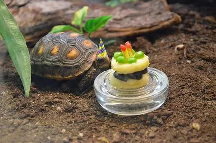 Cake kutyák születésnapi