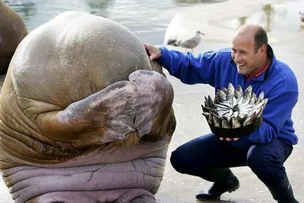 Cake kutyák születésnapi