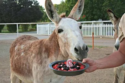 Cake kutyák születésnapi
