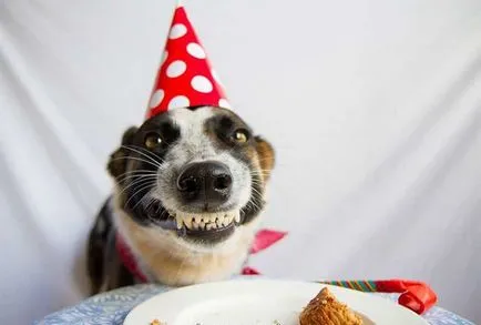 Cake kutyák születésnapi